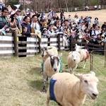 激走するヒツジを「推し旗」で応援する入場者＝六甲山牧場