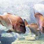 春のスマシー、水槽の中も「花盛り」　マダイなど体色鮮やかな魚3種を紹介　30日まで企画展