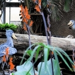 ＜ハシビロコウの恋模様　神戸どうぶつ王国の挑戦＞（1）世界3例目の繁殖へ　求愛?縄張り?あと数メートル