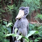活発で気分屋のボンゴ。雌とのペアリングがなかなかうまくいかない＝神戸どうぶつ王国