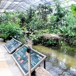 ＜ハシビロコウの恋模様　神戸どうぶつ王国の挑戦＞（3）残ったボンゴとマリンバ　雰囲気づくり、環境に腐心