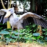 ＜ハシビロコウの恋模様　神戸どうぶつ王国の挑戦＞（4）マリンバとの関係リセット　営巣行動、全てボンゴ単独