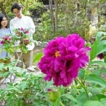 園内を彩る大輪のボタン＝神戸市須磨区東須磨、須磨離宮公園