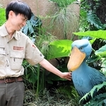 ＜ハシビロコウの恋模様　神戸どうぶつ王国の挑戦＞（番外編）動かない鳥が「園の顔」　繁殖目指し11年、新たなステージへ