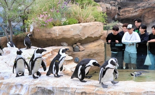増設されたケープペンギンの展示場＝神戸どうぶつ王国