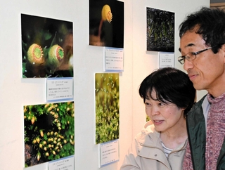 コケを拡大した写真パネルを見る入園者＝市立森林植物園