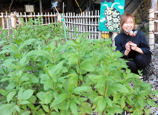 アサギマダラの羽化に成功し、喜ぶ豊永祐子さん。手前に生えているのはフジバカマ＝神戸市灘区一王山町