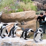 増設されたケープペンギンの展示場＝神戸どうぶつ王国