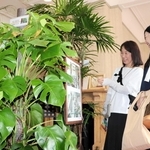 風見鶏の館に展示されている植物を見て楽しむ来館者＝神戸市中央区北野町３