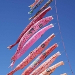 子どもたちの夢を乗せて神戸の空に掲げられたこいのぼり＝神戸市中央区東川崎町１