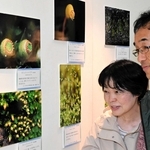 コケを拡大した写真パネルを見る入園者＝市立森林植物園
