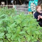 アサギマダラの羽化に成功し、喜ぶ豊永祐子さん。手前に生えているのはフジバカマ＝神戸市灘区一王山町