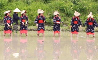 早乙女姿で田植えをする神戸鈴蘭台高校のダンス部員ら＝あいな里山公園
