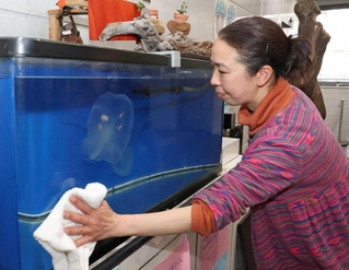 垂水区役所に通い、クラゲの世話を続ける植田育子さん。その愛情が、３世代の同居につながった＝神戸市垂水区日向１