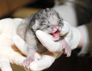 誕生したマヌルネコの赤ちゃん（神戸どうぶつ王国提供）