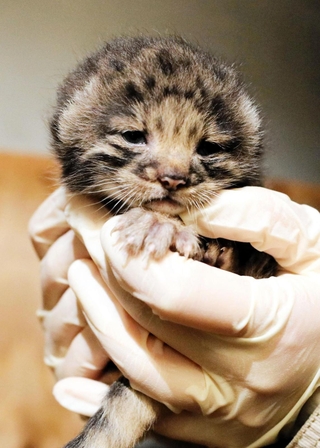 誕生したマヌルネコの赤ちゃん（神戸どうぶつ王国提供）