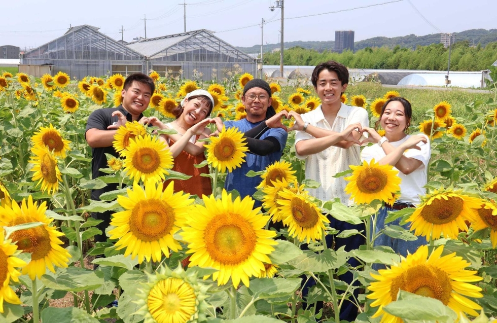 ハート形のヒマワリ畑、満開に 神戸市外大生と地元農家が協力し育てる