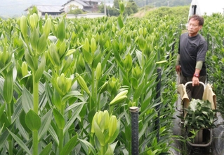 つぼみが膨らんだ神戸リリィ。消費者に届く頃に開花するよう調整して収穫する＝北区淡河町木津