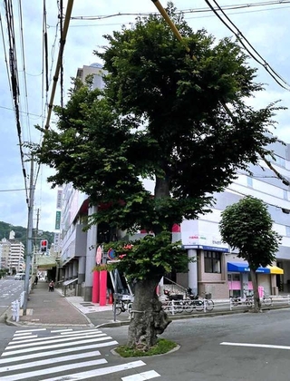 伐採前のエノキ。青々とした葉を生やしていたが、幹が空洞化しており、倒木のリスクが指摘されていた＝２０２５年７月、兵庫区東山町（神戸市提供）
