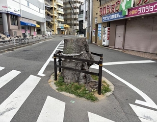 伐採された後も、地域住民の要望で切り株が残っている＝２０２６年６月、神戸市兵庫区東山町（神戸市提供）