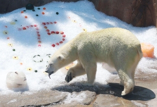 氷に興味津々のホッキョクグマ。王子動物園の開園７５年に合わせ、雪山にリンゴで数字を描いている＝王子動物園