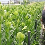 つぼみが膨らんだ神戸リリィ。消費者に届く頃に開花するよう調整して収穫する＝北区淡河町木津