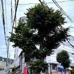 伐採前のエノキ。青々とした葉を生やしていたが、幹が空洞化しており、倒木のリスクが指摘されていた＝２０２５年７月、兵庫区東山町（神戸市提供）