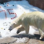 動物も暑い!クマに氷のプレゼント　好物のお魚入り　神戸の王子動物園