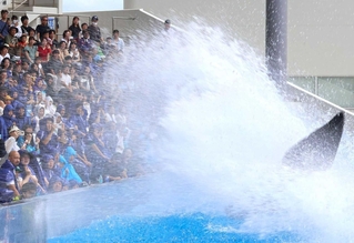尾びれをばたつかせ、客席に水しぶきを浴びせるシャチ＝神戸須磨シーワールド