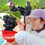 たわわに実ったブドウを収穫する園児＝岩岡観光ぶどう園