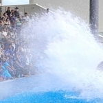 尾びれをばたつかせ、客席に水しぶきを浴びせるシャチ＝神戸須磨シーワールド