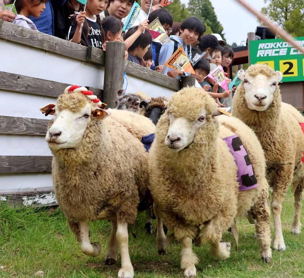 長生きしてね」感謝込め高齢動物に餌やり 神戸・六甲山牧場で長寿祝う