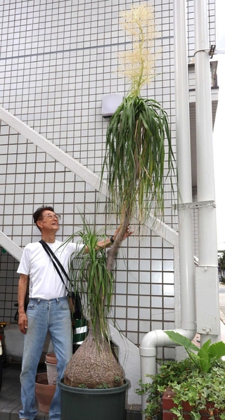 ３０年ほど前に木下陽一さんが買ってきたトックリラン。約２・５メートルにまで成長し、その先に花を付けた＝長田区腕塚町４