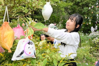 「ひかりの実」を木の枝にくくりつけていく六甲山小学校の児童ら＝灘区六甲山町、ＲＯＫＫＯ森の音ミュージアム