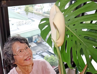 モンステラが付けた白く大きな花を見つめる松本和代さん＝神戸市垂水区つつじが丘