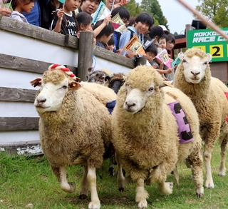このレースで引退となったコリデールのちょうちん（左端）＝六甲山牧場