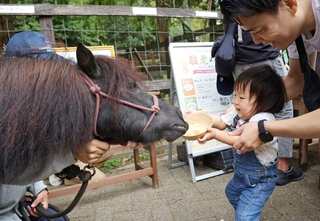 牧場を支えてきたミコトに感謝の餌やりをする子ども＝六甲山牧場