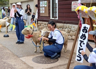 敬老の日の記念のくす玉で祝われるヒツジのコリデールのスマイル（右）とサウスダウンのくま＝六甲山牧場