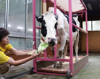 長年、牧場を支えてきたとして、飼育員から餌をもらうホルスタインのオレオ＝六甲山牧場