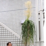 トックリラン、丹精30年で高さ2.5mに　神戸・長田の木下さん栽培　鉢を取り換え大きく成長
