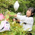 「ひかりの実」を木の枝にくくりつけていく六甲山小学校の児童ら＝灘区六甲山町、ＲＯＫＫＯ森の音ミュージアム