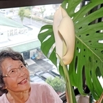 マンション一室でモンステラ開花　育てて19年、高さ30センチ→180センチ　神戸・垂水の松本さん