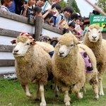 このレースで引退となったコリデールのちょうちん（左端）＝六甲山牧場