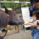 牧場を支えてきたミコトに感謝の餌やりをする子ども＝六甲山牧場