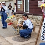 敬老の日の記念のくす玉で祝われるヒツジのコリデールのスマイル（右）とサウスダウンのくま＝六甲山牧場