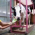 長年、牧場を支えてきたとして、飼育員から餌をもらうホルスタインのオレオ＝六甲山牧場