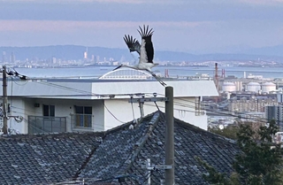 電柱から飛び立つコウノトリ＝３日午後５時半、神戸市灘区城の下通２から撮影（川西宏司さん提供）