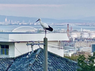 電柱の上に立つコウノトリ＝３日午後５時３８分、神戸市灘区城の下通２から撮影（川西宏司さん提供）