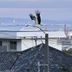 電柱から飛び立つコウノトリ＝３日午後５時半、神戸市灘区城の下通２から撮影（川西宏司さん提供）