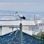 電柱の上に立つコウノトリ＝３日午後５時３８分、神戸市灘区城の下通２から撮影（川西宏司さん提供）